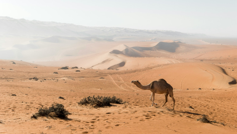 Wahiba Sands desert