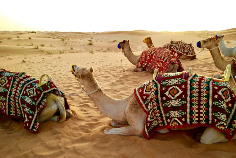 Entertainment and Activities in the Desert